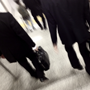 株主平等の原則